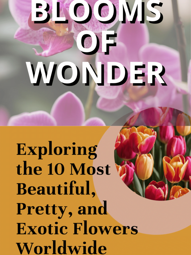 Blooms of Wonder: Exploring the 10 Most Beautiful, Pretty, and Exotic Flowers Worldwide